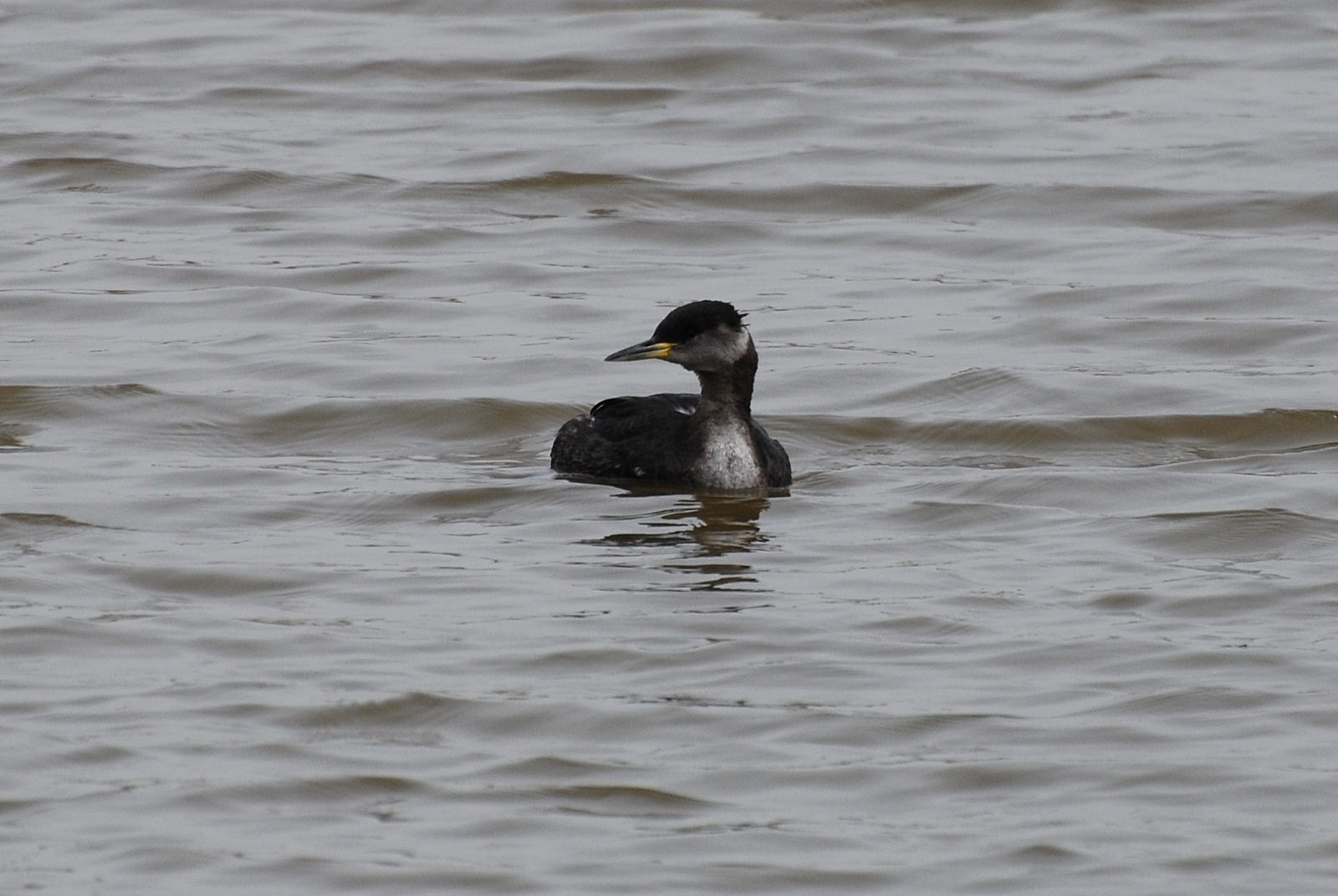 Eared Grebe duck knocks icon 48181613 Vector Art at Vecteezy, image size:1600x1072