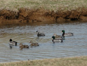 Photo by Bryan Stevens A Red-necked Grebe mixes with Mallards at a pond on the campus of Northeast State Community College in Elizabethton. 