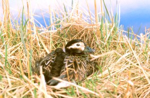 Photo by U.S. Fish & Wildlife Service A female Long-tailed Duck is shown on her nest on the Alaskan tundra.