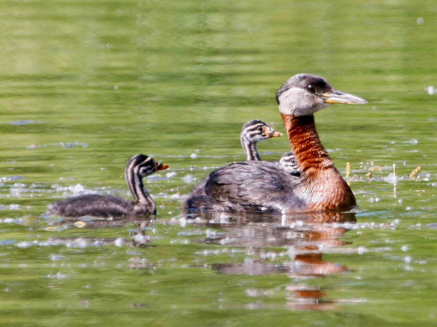 Small Grebes (Genus Tachybaptus) · iNaturalist, image size:1400x1050