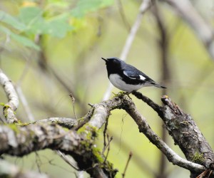 Photo by U.S. Fish & Wildlife Service/Mark Musselman Black-throated Blue Warblers are among the birds than can often be found at Hampton Creek Cove during a Spring Rally.