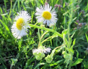 Photo by Bryan Stevens Daisy Fleabane will be among the many blooming wildflowers to welcome rally attendees. 