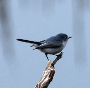 Photo Courtesy of Jean Potter Blue-gray Gnatcatchers are tiny, energetic bundles of feathers. 