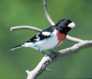 Photo by U.S. Fish & Wildlife Service/ David Brezinski Rose-breasted Grosbeaks will likely be among the colorful birds present for this year's rally.  