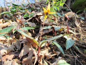 Photo by Bryan Stevens  Wildflowers, such as this Trout Lily, provided the original inspiration for the annual Spring Rally.