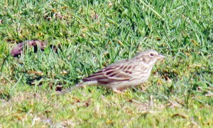 Photo by Bryan Stevens Vesper Sparrows are uncommon birds in spring and fall in the region, although they do nest on the grassy balds of Roan Mountain. 
