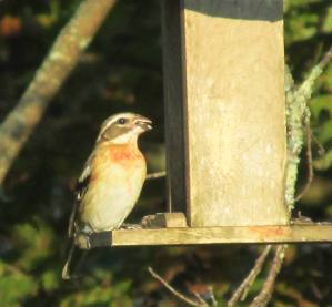Photo by Bryan Stevens A young male Rose-breasted Grosbeak visits a feeder in September of 2013. Young males resemble females but show a splash of orange on the breast that will be replaced the following spring by the familiar rosy-red patch.