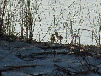 Photo by Bryan Stevens A pair of Wilson's Plover chicks at Huntington Beach State Park in South Carolina.