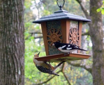 Photo Courtesy of Byron Tucker A Rose-breasted Grosbeak joins a Red-bellied Woodpecker at a feeder in Atlanta. 