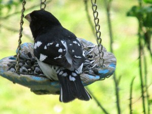 Photo by Bryan Stevens The Rose-breasted Grosbeak never fails to impress. 