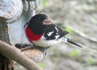 Photo by Bryan Stevens A Rose-breasted Grosbeak finds a meal of sunflower seeds at a feeder.