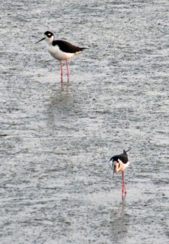 Photo by Bryan Stevens Two Black-necked Stilts forage along the causeway wetland at Huntington Beach State Park.