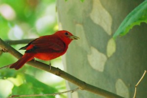 Photo Courtesy of Jean Potter The Summer Tanager is the only all-red bird in North America. It is less common in Northeast Tennessee than the related Scarlet Tanager.