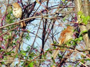Photo by Bryan Stevens A pair of Brown Thrashers provided quite a show for attendees at a recent bird walk at Tipton-Haynes Historic Site. 