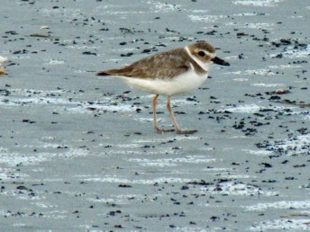 A Wilson's Plover in the dunes at Huntington Beach State Park in South Carolina.