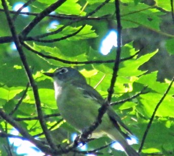 Photo by Bryan Stevens      A blue-headed vireo sings from a woodland perch.