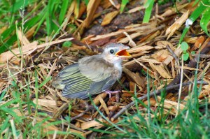 JP-RedEyedVireo-Fledgling