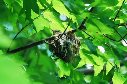 Photo Courtesy of Jean Potter A red-eyed vireo sits on its basket-shaped nest.