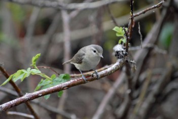 Warbling_Vireo