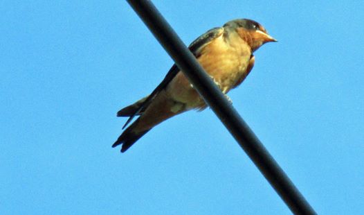 10441231_838490356179548_1093306511537972714_n