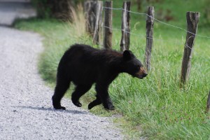 Photo Courtesy of Jean Potter A Black Bear cub photographed at Cades Cove.