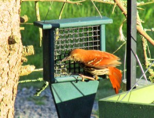 Brown Thrasher visits a suet feeder. The thrasher diet consists of everything from berries and seeds to insects and even small reptiles.