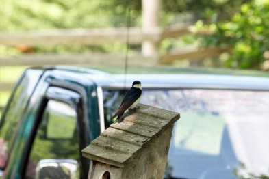 TreeSwallow-MaryBierlie