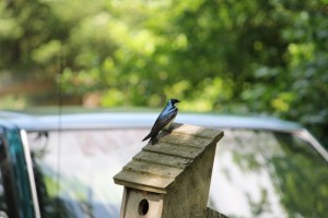 TreeSwallowPerched-Bierlie