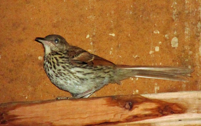 Photo by Bryan Stevens A fledgling Brown Thrasher perches on a ledge inside a garage.
