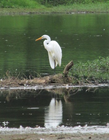 Photo by Bryan Stevens A Great Egret resting on a spit of land in a lake at Murphy Candler Park in Brookhaven, Ga.