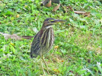 Photo by Bryan Stevens A young Green Heron rests at the edge of a pond.