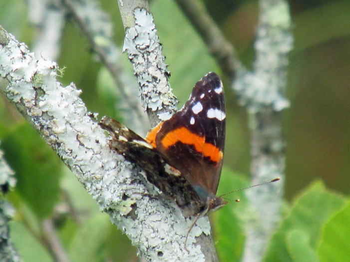 RedAdmiral