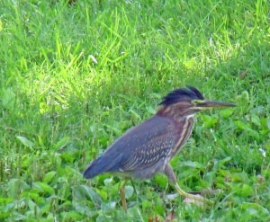 Photo by Bryan Stevens A Green Heron elevates a shaggy crest of feathers, a behavior often initiated when the bird feels alarmed. 