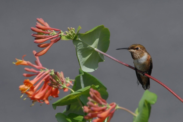 Photo by U.S. Fish & Wildlife Service/Dave Menke The Rufous Hummingbird is increasingly becoming a migrant/winter resident  in the eastern United States. 
