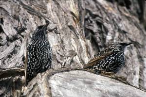 Photo by U.S. Fish & Wildlife Service The European Starling ranked as the most common species on the count.