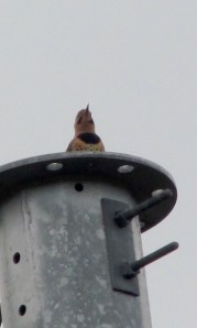 Photo by Bryan Stevens A Northern Flicker calls from atop a utility pole.
