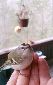 Beth-Golden-crownKinglet