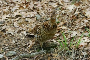 Photo by Jean Potter Ruffed Grouse thrive in second-growth woodlands.