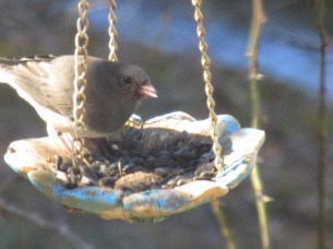Junco-AtFeeder