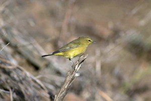 Orangecrowned_warbler-Menke
