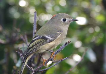 Rubycrowned_Kinglet
