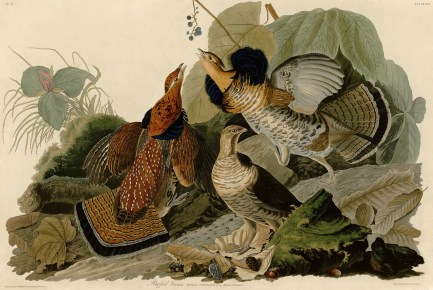 Early naturalist John James Audubon painted this scene dominated by a group of Ruffed Grouse.