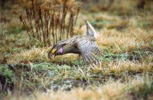 Photo by U.S. Fish & Wildlife Service A Sharp-tailed Grouse, a relative of the Ruffed Grouse, prefers prairies rather than woodlands for its habitat.