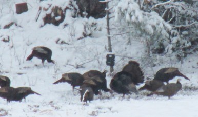 Photo by Bryan Stevens A flock of turkeys forage for food while a few of the males, or Toms, display to attract the attention of females in the flock.