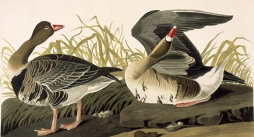 Early American naturalist John James Audubon painted this pair of Greater White-fronted Geese.