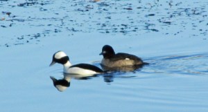CBC-Bufflehead