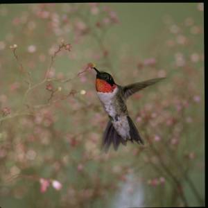 Photo by U.S. Fish & Wildlife Service A male Ruby-throated Hummingbird hovers in front of the camera. Ruby-throated Hummingbirds typically depart the region by mid-October.