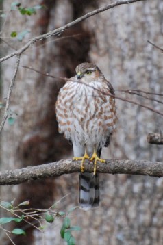 15947504279_0227db8e25_o