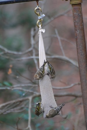 16107820406_680b4c4eda_o