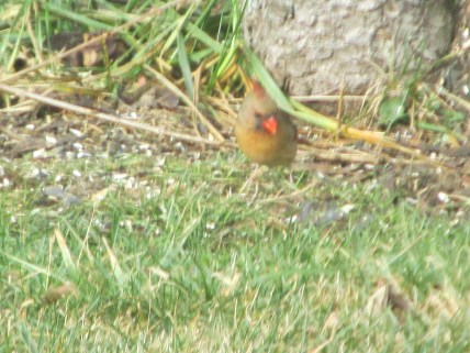 FirstCardinal